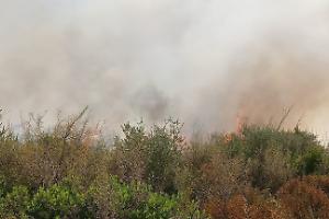 Incendi nel Salento, Pagliaro accusa la Regione: “Canadair arrivati dopo tre ore, il Parco del Rauccio devastato”