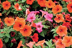 Florovivaismo pugliese, settore da 178 milioni tra export e sfide fitosanitarie