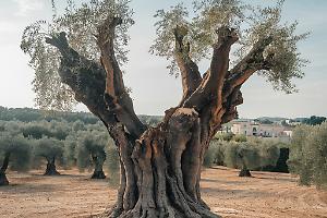 Xylella, scatta l’espianto: allarme contenuto ma guardia alta