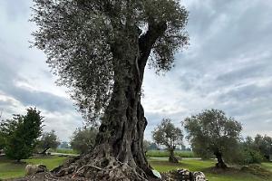 Capitale italiana della cultura 2028, parte la selezione: in corsa anche Galatina, Gravina e Vieste