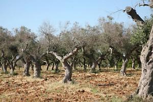 Xylella, allarme rientrato nella Bat: tutti negativi gli 8.000 test condotti dall’Arif