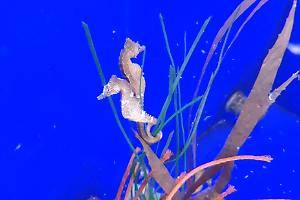 I cavallucci di Taranto tornano a casa. Le foto