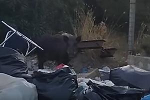 Cinghiali a Lido Azzurro: festa sui rifiuti a due passi dalla spiaggia. Il video