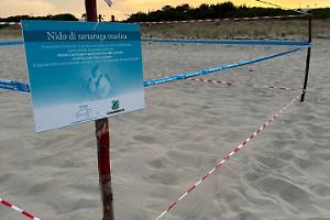 Tartarughe marine: scoperto il primo nido della stagione sulla spiaggia di Castellaneta Marina. Le foto