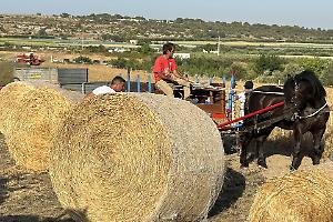 Torna la “Mietitura del grano” all’antica
