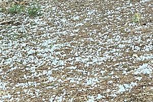 Dal caldo torrido alla grandine e bombe d’acqua. Devaste le campagne nel Nord Barese: danni fino al 50%