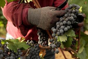 La Puglia torna a crescere: 11 milioni di ettolitri ma l’export resta indietro