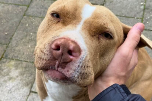 Pitbull torturata e uccisa: Lndc chiede indagini rapide e giustizia per Tequila