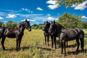 Tra Carabinieri e Polizia Federale Tedesca una collaborazione nel segno del cavallo murgese