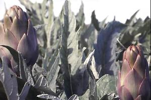 Il C.S.A. ribadisce il ruolo degli agricoltori nella Sagra del Carciofo: “Evento nato dal territorio, non da strumentalizzazioni”