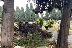 Alberi caduti per il maltempo: verifiche in corso e chiusa la pineta San Francesco. Le foto