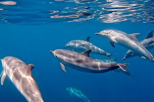Taranto: la città dei delfini, il reportage
