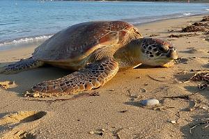 Tartaruga gigante trovata morta sulle rive del Mar Piccolo