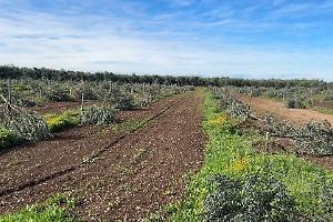 Assalto criminale alle campagne: tagliati nella notte 487 ulivi
