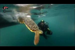 Tre tartarughe Caretta Caretta tornano in mare. Il video