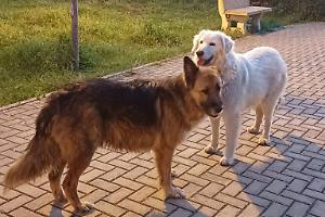 Uccisi due cani di quartiere, l'on. Brambilla: “Crudeltà inaudita”