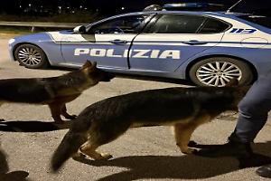 Cani smarriti nella notte, la Polizia li mette in salvo