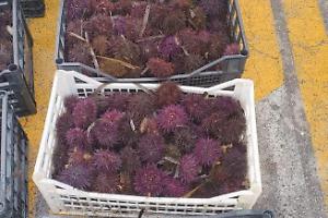 Ricci di mare, sequestrati oltre 3.000 esemplari e multe per 16.000 euro