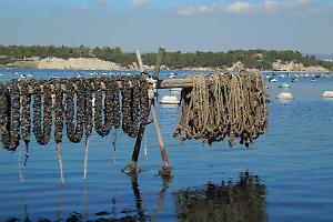 Prorogati i termini per il trasferimento dei mitili