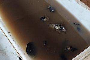 Ecco come lavoravano le cozze, blitz della Polizia di Stato. Le foto shock