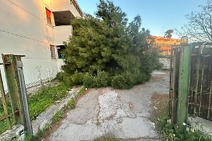 Albero crolla in un condominio ai Tamburi, paura nel giorno di Pasqua