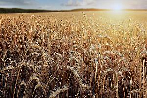 Grano a rischio per rincari di urea e gasolio, l’allarme di Confagricoltura