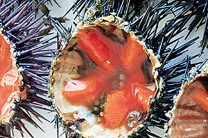 Ricci di mare, la Regione vara il terzo bando di sostegno economico