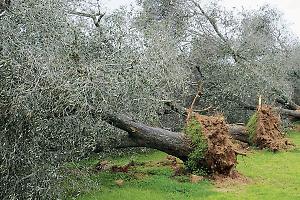 Diffusione della Xylella, il gip archivia: nessuna responsabilità per l’ex direttore del Cnr