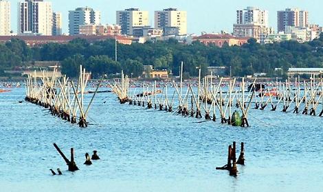 Mitilicoltura, il Comune accelera: piano per rilancio, legalit&agrave; e tutela del mare