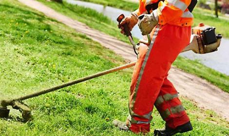 Alberi abbattuti per il BRT, scatta l'interrogazione