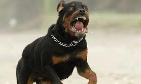 Ragazzina di 12 anni azzannata da un rottweiler: ferita alla gamba e operata
