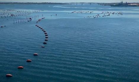 Mitili del Mar Piccolo, replica di Commissario e Asl: &ldquo;Dati scientifici e controlli rigorosi&rdquo;