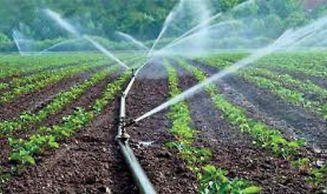 Lavoratori agricoli, confronto in Regione: impegni su graduatorie e assunzioni