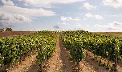 Vigneti pugliesi in crescita, proroga per le domande di nuovi impianti