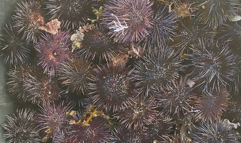 Pescatore abusivo sorpreso con 200 kg di ricci di mare