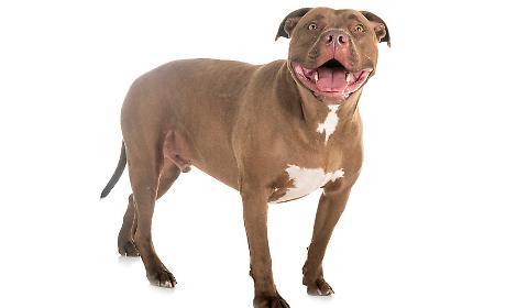 Aggredito da un pitbull a Talsano, uomo ferito a un braccio