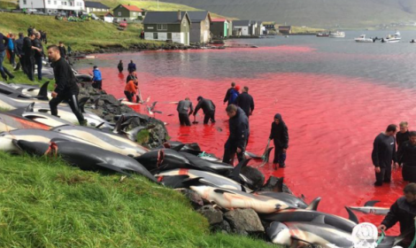 Nel ventesimo secolo sono state uccise oltre tre milioni di balene
