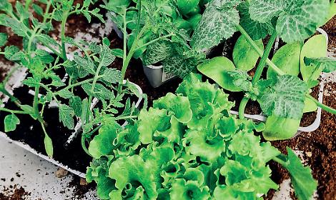 Orti domestici, in Puglia cresce la passione con la primavera