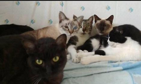 Tre gatti uccisi e altri 5 presi di mira: indagato medico 51enne