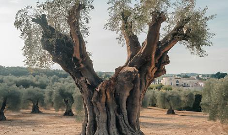 Xylella, oltre 5 milioni per Comuni e Province. Ecco come sono ripartiti