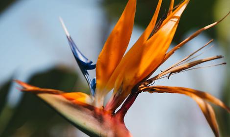 "Parola" alla flora