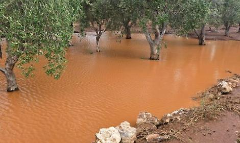 Campi allagati, distrutte le produzioni di mandorle, ciliegie e pesche. "Ora lo stato di Calamit&agrave;"