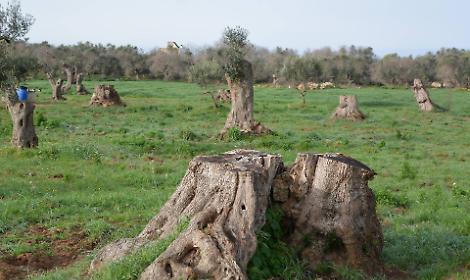 Un uliveto devastato dalla xylella