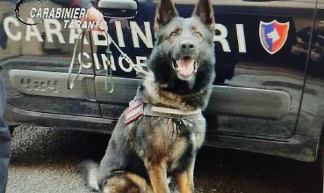 I cani dell’unità cinofila del Nucleo di Modugno dei Carabinieri