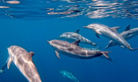 Taranto: la città dei delfini, il reportage