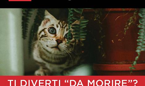 La campagna Leal contro i Botti di Capodanno