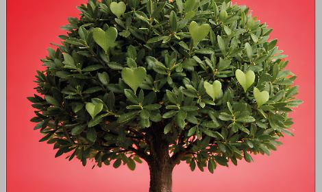 L'amore mette radici