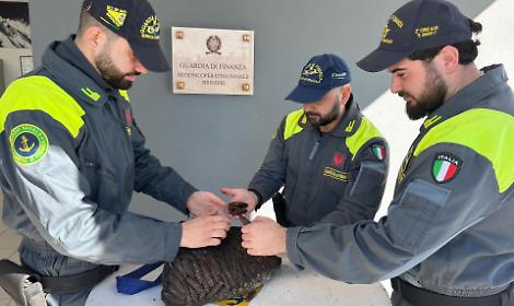 Pesca di frodo nel Brindisino, sequestrati datteri, novellame e ricci di mare