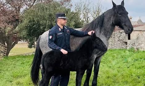 Martina Franca, nato Zeus: &egrave; il primo puledro murgese del 2026