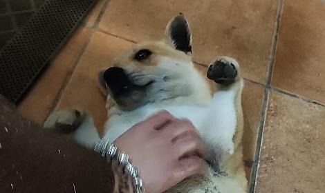 &ldquo;Dietro la divisa batte un cuore sensibile&rdquo;: cagnolino salvato in Questura e adottato da un agente